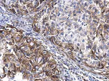 Anti-TGF alpha antibody used in IHC (Paraffin sections) (IHC-P). GTX129103