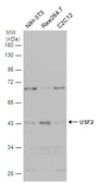 Anti-USF2 antibody used in Western Blot (WB). GTX129239
