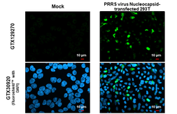 Anti-PRRS virus Nucleocapsid protein antibody used in Immunocytochemistry/ Immunofluorescence (ICC/IF). GTX129270