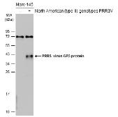 Anti-PRRS virus GP3 protein antibody used in Western Blot (WB). GTX129272