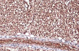 Anti-ZIC1 antibody used in IHC (Paraffin sections) (IHC-P). GTX129468