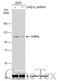 Anti-CHD1L antibody used in Western Blot (WB). GTX129527