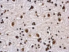 Anti-Histone H4 antibody used in IHC (Paraffin sections) (IHC-P). GTX129560