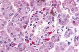 Anti-GPR81 antibody used in IHC (Paraffin sections) (IHC-P). GTX12960