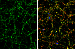 Anti-VIP antibody used in Immunocytochemistry/ Immunofluorescence (ICC/IF). GTX129997