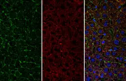 Anti-CD166 antibody used in IHC (Paraffin sections) (IHC-P). GTX130098
