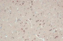 Anti-RPL32 antibody used in IHC (Paraffin sections) (IHC-P). GTX130214