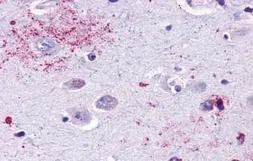Anti-MAS1 antibody used in IHC (Paraffin sections) (IHC-P). GTX13032