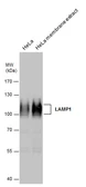 Anti-LAMP1 antibody used in Western Blot (WB). GTX130356