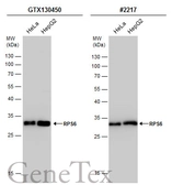 Anti-RPS6 antibody used in Western Blot (WB). GTX130450