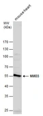 Anti-NMD3 antibody used in Western Blot (WB). GTX130480