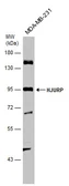 Anti-HJURP antibody used in Western Blot (WB). GTX130591