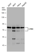 Anti-LYRIC antibody used in Western Blot (WB). GTX130679