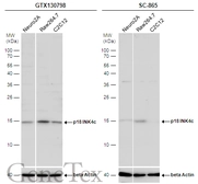 Anti-p18 INK4c antibody used in Western Blot (WB). GTX130798