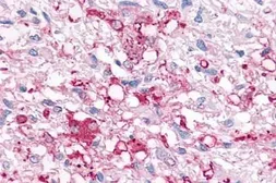 Anti-P2Y6 antibody used in IHC (Paraffin sections) (IHC-P). GTX13106