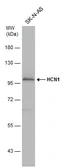 Anti-HCN1 antibody used in Western Blot (WB). GTX131334