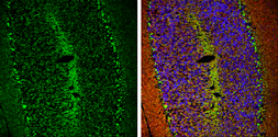 Anti-HCN1 antibody used in IHC (Frozen sections) (IHC-Fr). GTX131334