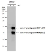 Anti-Japanese encephalitis virus NS1 antibody used in Western Blot (WB). GTX131369