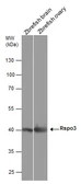 Anti-Rspo3 antibody used in Western Blot (WB). GTX131425