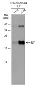 Anti-IL7 antibody used in Western Blot (WB). GTX131448