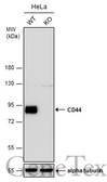 Anti-CD44 antibody used in Western Blot (WB). GTX131669