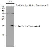 Anti-West Nile virus Capsid protein antibody used in Western Blot (WB). GTX131947