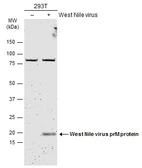Anti-West Nile virus prM protein antibody used in Western Blot (WB). GTX131948