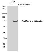 Anti-West Nile virus NS3 protein antibody used in Western Blot (WB). GTX131955