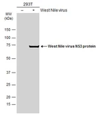 Anti-West Nile virus NS3 protein antibody used in Western Blot (WB). GTX131955