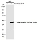 Anti-West Nile virus Envelope antibody used in Western Blot (WB). GTX132052
