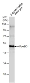 Anti-Pou5f3 (Oct4) antibody used in Western Blot (WB). GTX132245