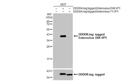 Anti-Enterovirus D68 VP1 antibody used in Western Blot (WB). GTX132313