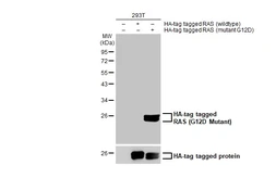 Anti-RAS (G12D Mutant) antibody used in Western Blot (WB). GTX132407