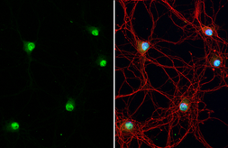 Anti-NeuN antibody used in Immunocytochemistry/ Immunofluorescence (ICC/IF). GTX132974