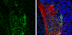 Anti-CaMKII beta antibody used in IHC (Frozen sections) (IHC-Fr). GTX133072