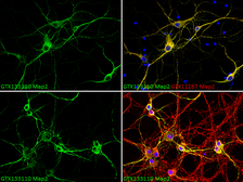 Anti-MAP2 antibody used in Immunocytochemistry/ Immunofluorescence (ICC/IF). GTX133110