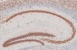 Anti-NeuN antibody used in IHC (Paraffin sections) (IHC-P). GTX133127