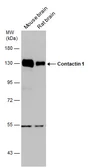 Anti-Contactin 1 antibody used in Western Blot (WB). GTX133265