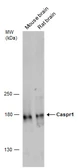 Anti-CASPR antibody used in Western Blot (WB). GTX133272
