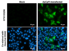 Anti-CPF1 antibody used in Immunocytochemistry/ Immunofluorescence (ICC/IF). GTX133296