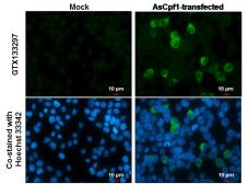 Anti-CPF1 antibody used in Immunocytochemistry/ Immunofluorescence (ICC/IF). GTX133297