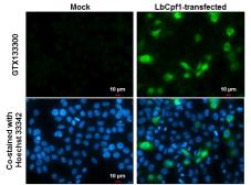 Anti-CPF1 antibody used in Immunocytochemistry/ Immunofluorescence (ICC/IF). GTX133300