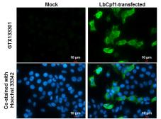 Anti-CPF1 antibody used in Immunocytochemistry/ Immunofluorescence (ICC/IF). GTX133301
