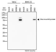 Anti-Zika virus NS3 protein antibody used in Western Blot (WB). GTX133309