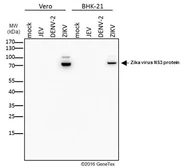 Anti-Zika virus NS3 protein antibody used in Western Blot (WB). GTX133309