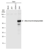 Anti-Zika virus Envelope protein antibody used in Western Blot (WB). GTX133325