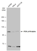Anti-PI3 kinase p110 alpha antibody used in Western Blot (WB). GTX133554