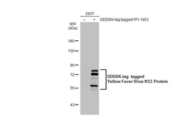 Anti-Yellow Fever virus NS3 Protein antibody used in Western Blot (WB). GTX133958