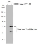Anti-Yellow Fever virus NS3 protein antibody used in Western Blot (WB). GTX133959