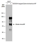 Anti-Ebola virus NP antibody used in Western Blot (WB). GTX134031